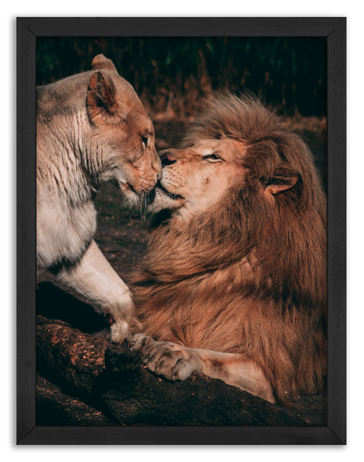Love among lions