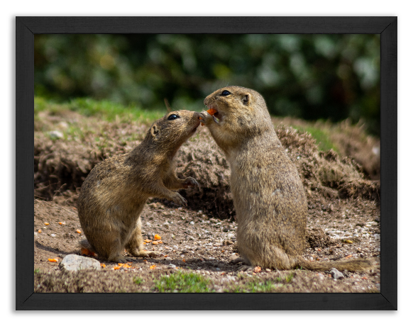 Kiss of the Prairie Dogs - 2