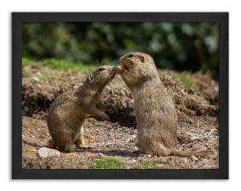 Kiss of the Prairie Dogs - 2