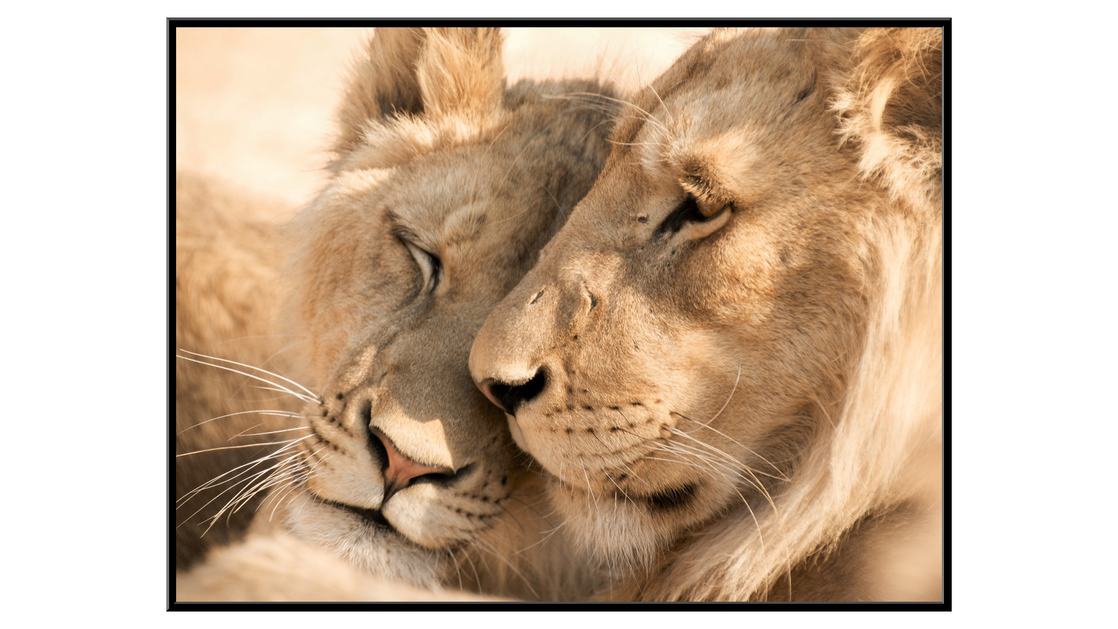 Cuddling lion pair