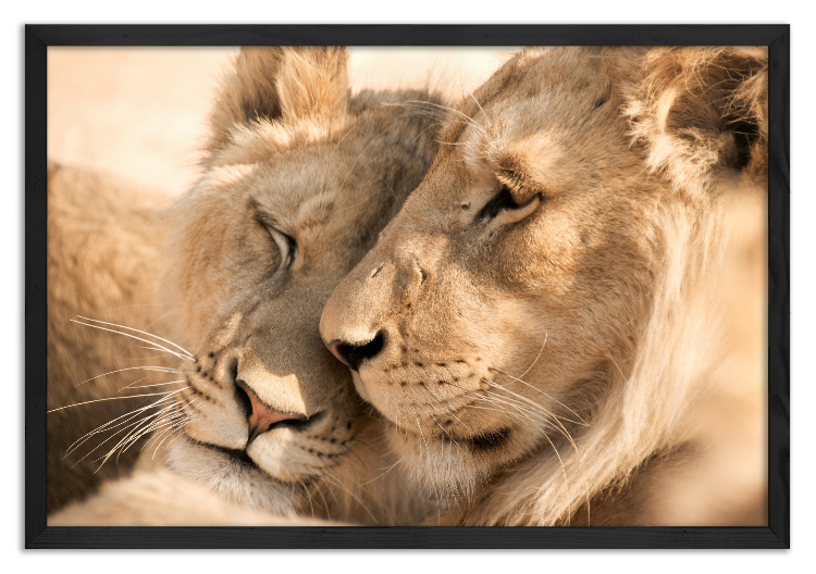 Cuddling lion pair