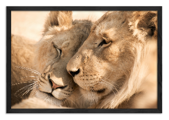 Cuddling lion pair
