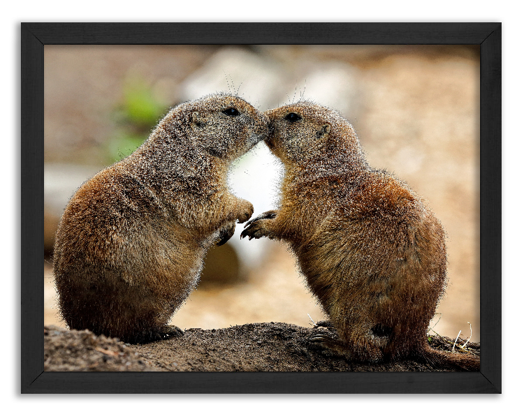 Pocałunek Nieświszczuków