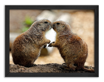 Kiss of the Prairie Dogs