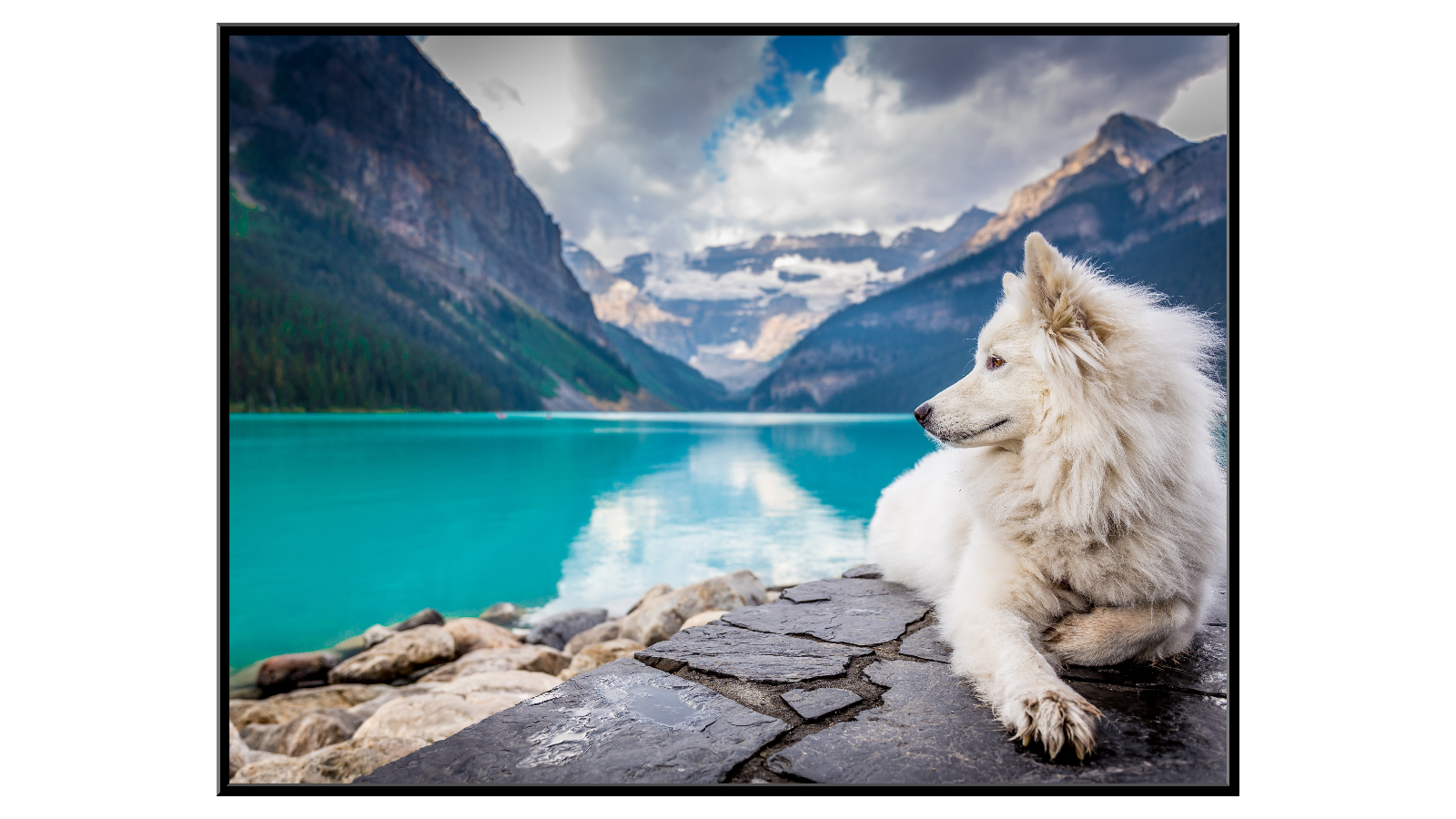 Dog admiring the mountain landscape