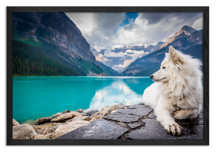 Dog admiring the mountain landscape