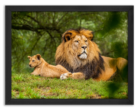 Lion with cub