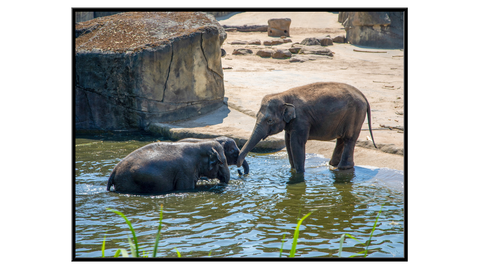 Słonie - wodna zabawa