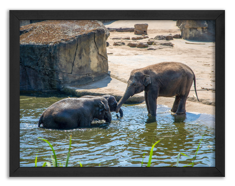 Słonie - wodna zabawa