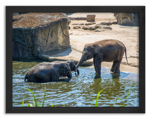 Elephants - water play
