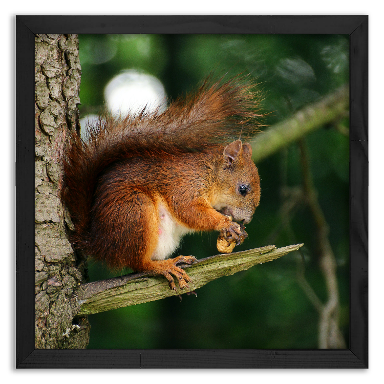 Squirrel and its treasure