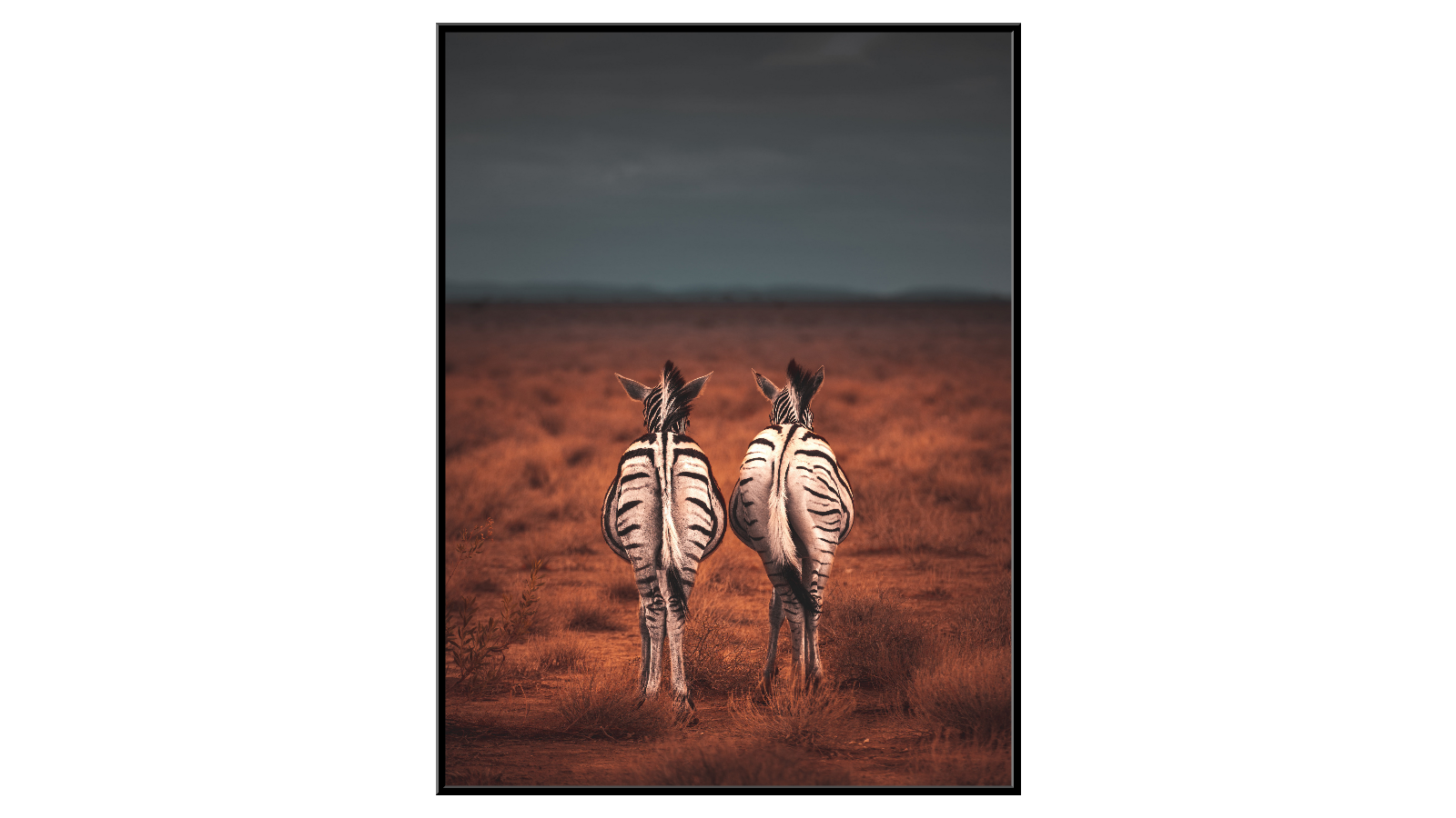 A pair of walking zebras