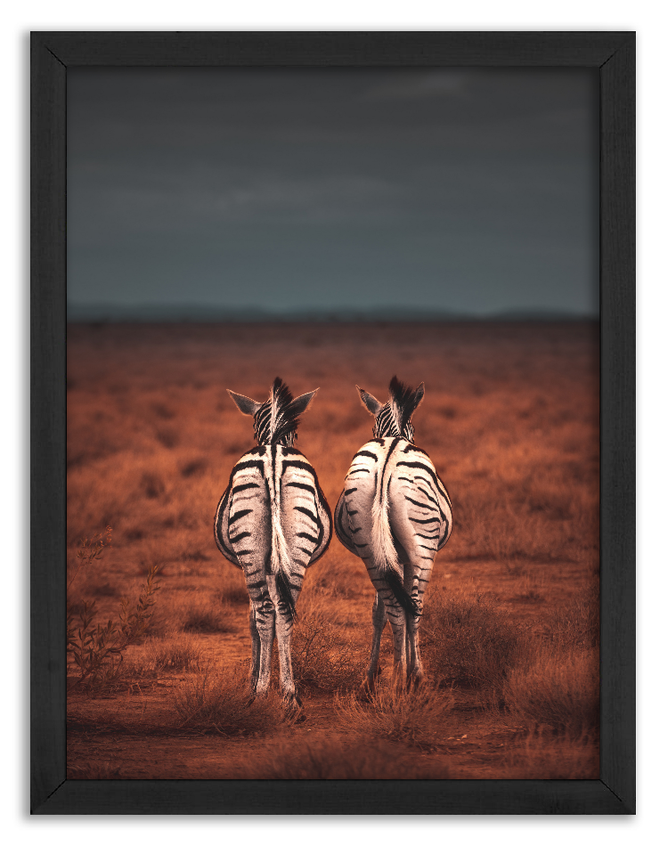 Para zebr spacerująca