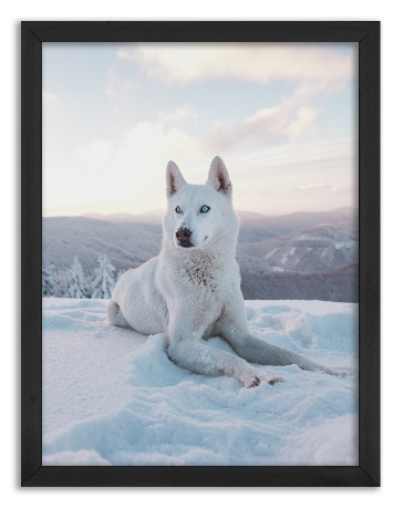 Snow-White Dog