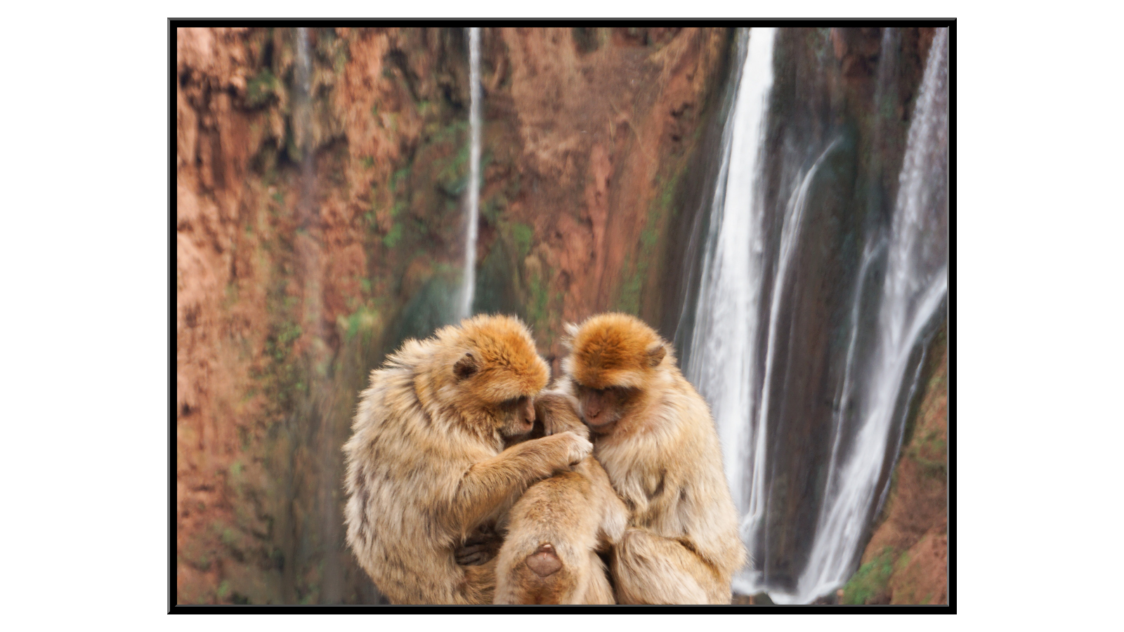 Monkey family in front of waterfall
