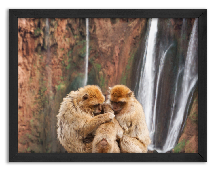 Monkey family in front of waterfall