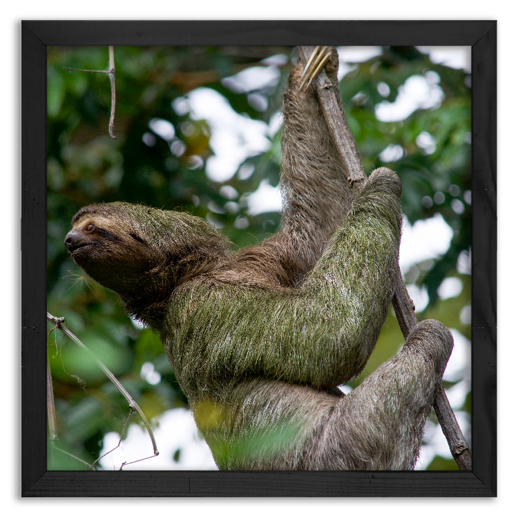 Contemplating sloth