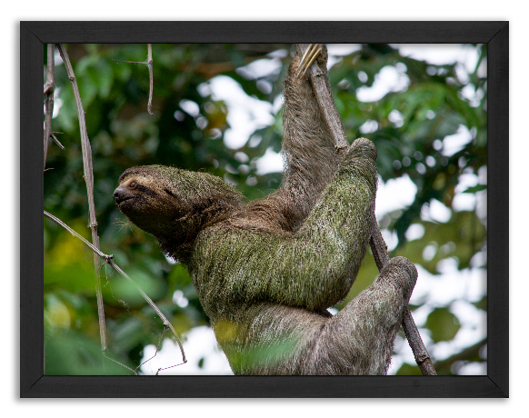 Contemplating sloth
