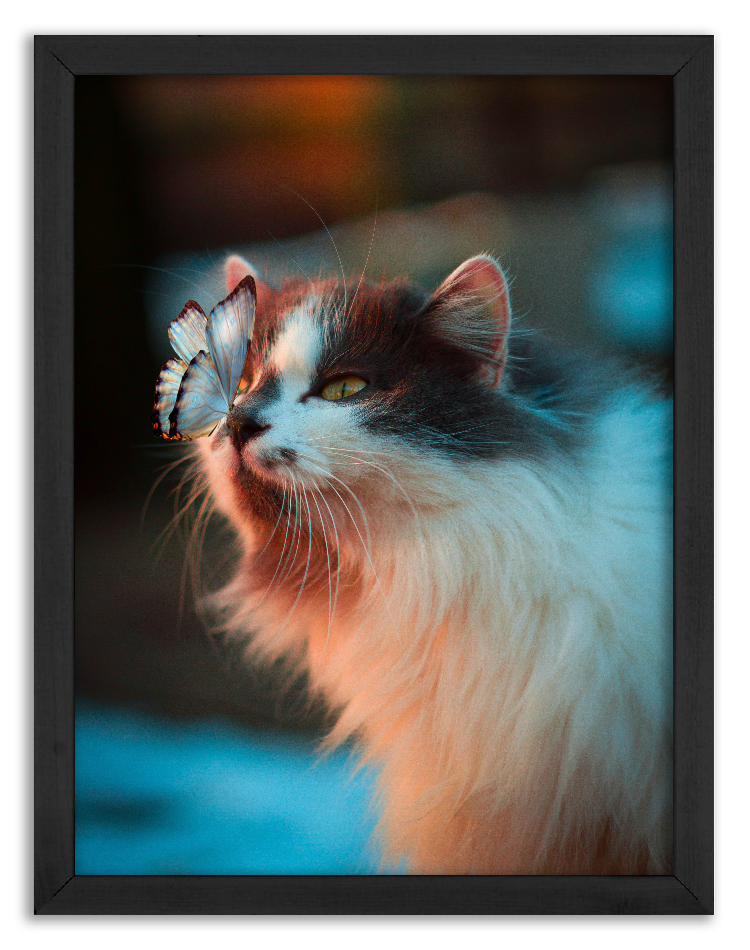 Meeting of the cat and the butterfly