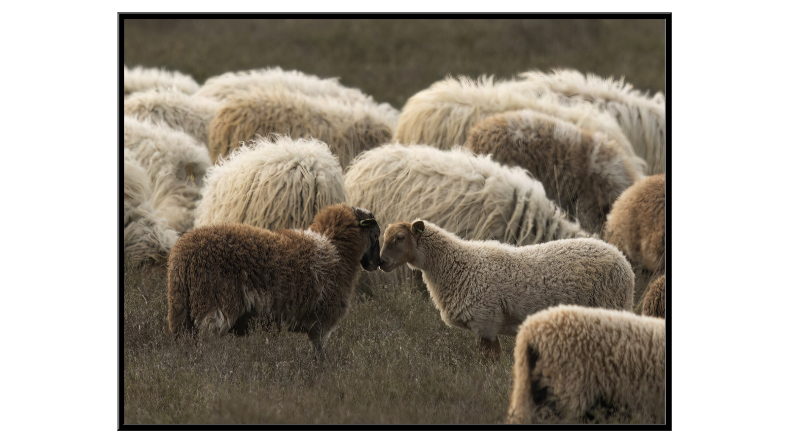Owca patrzące na siebie