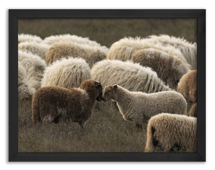 Owca patrzące na siebie