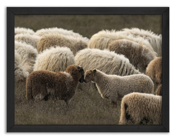 Sheep looking at each other