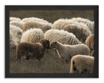Sheep looking at each other