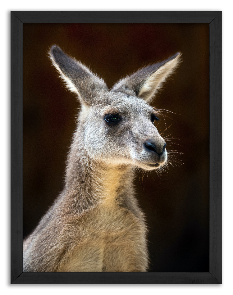 Portrait of a kangaroo