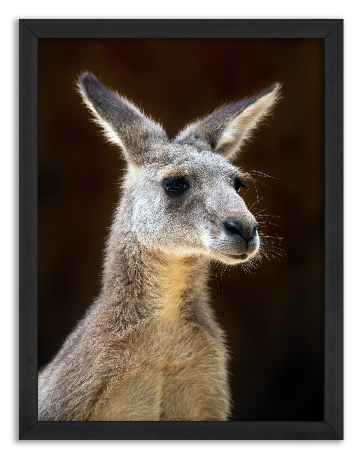 Portret kangura