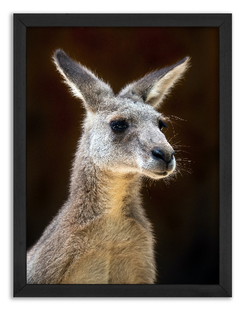 Portret kangura