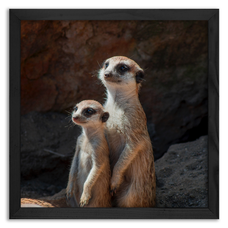 Two meerkats