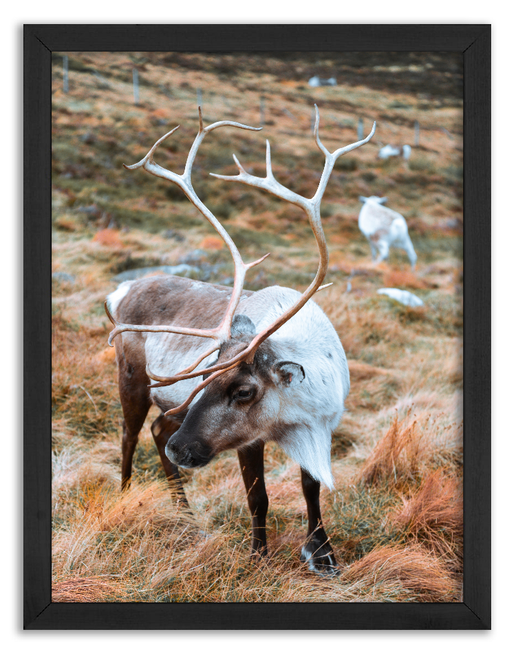 Antylopa stojąca na trawie